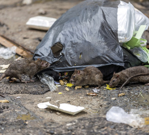 dératisation vernon