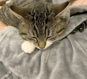 Chronique Vernon Toujours Plus Verte Chatmis recherchent familles d_accueil Chats