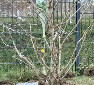 Plantation Arbre François Mitterrand Souvenir Maîtresse Annick Le Cras Décès CHAM