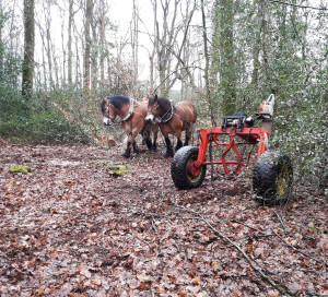 Forêt de Bizy Débardage Chevaux Animation ONF Prélèvement Bois