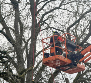 Nouvelle photo arbre