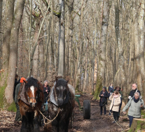 Grand Angle Débardage à Cheval Forêt de Bizy Prélèvement ONF