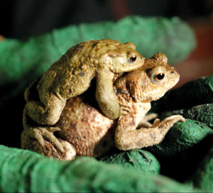 CD27 Département de l_Eure Amphibiens Grenouilles Environnement