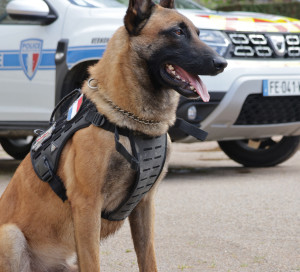 Grand Angle Nouveau Chien PM