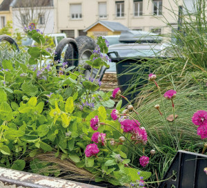 Nouvel article végétalisation place Barette