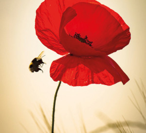 CD27 Concours Photo Fleurs des Champs Messicoles 2024 Biodiversité