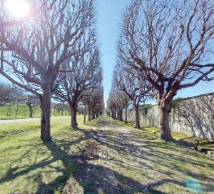 Article Vert Taille Tilleuls Rideau Arbres Oiseaux