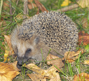 Article Vert Protection Hérisson Espèce Protégée Faune Jardins