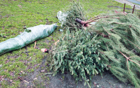 Old Christmas Tree. End of Christmas. Old discarded christmas tree.