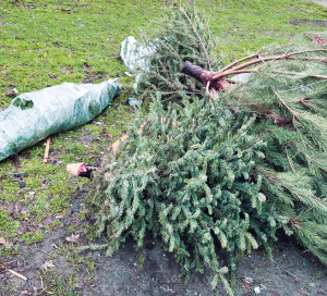 Old Christmas Tree. End of Christmas. Old discarded christmas tree.