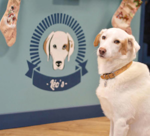 En Ville Leo_s Cafe Disparition Leo Mascotte Chien