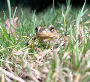 CD27 Migration Amphibiens Nature Zone Humide Eure
