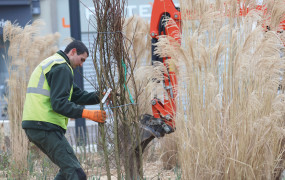 Ma Ville Respire Plantations Arbres Coeur de Ville
