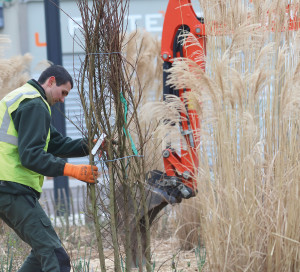 Ma Ville Respire Plantations Arbres Coeur de Ville
